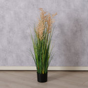 Topfpflanze Schilfgras Deko Gras mit Untertopf 104cm - Küstenliebe GmbH